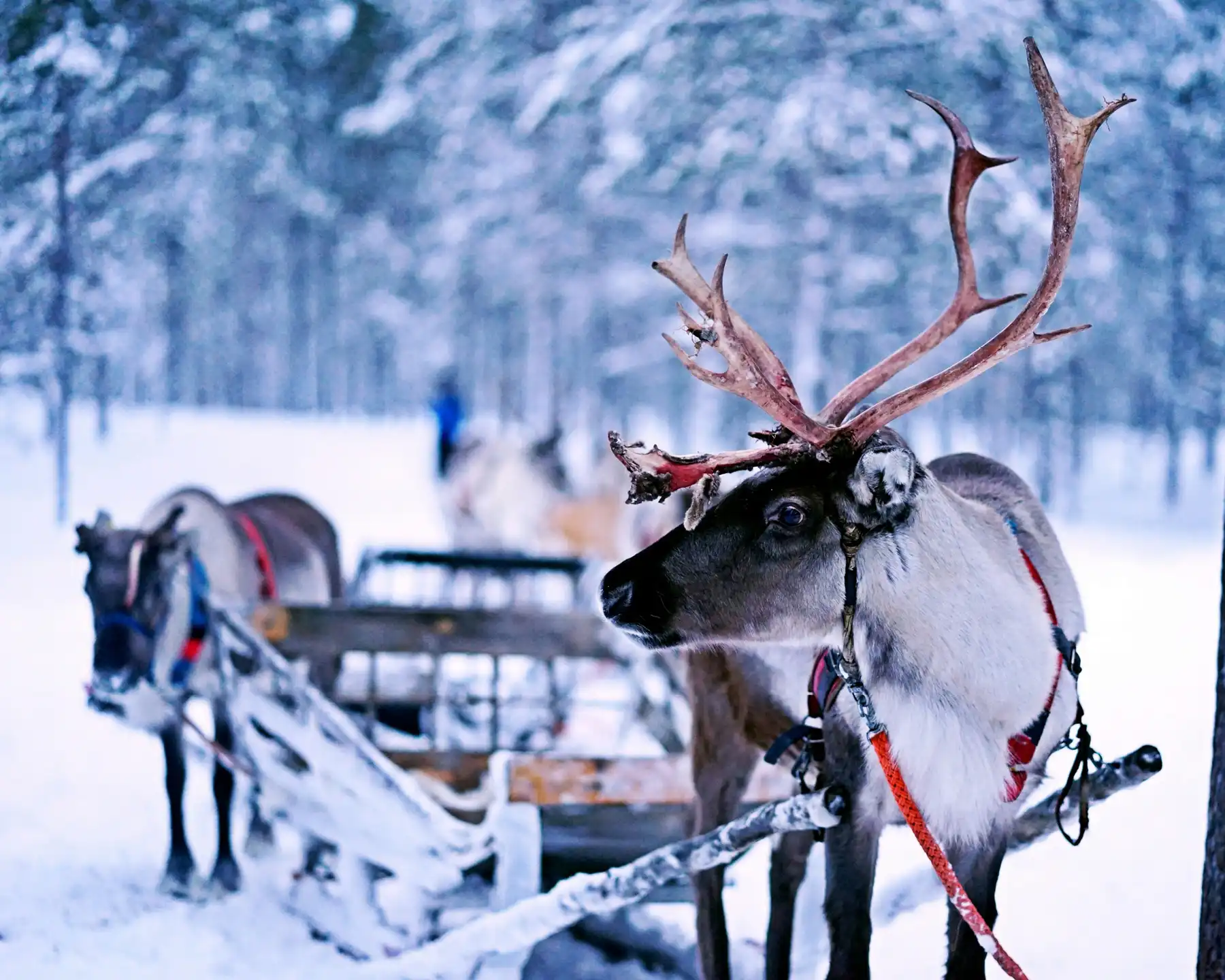 A description of my image.